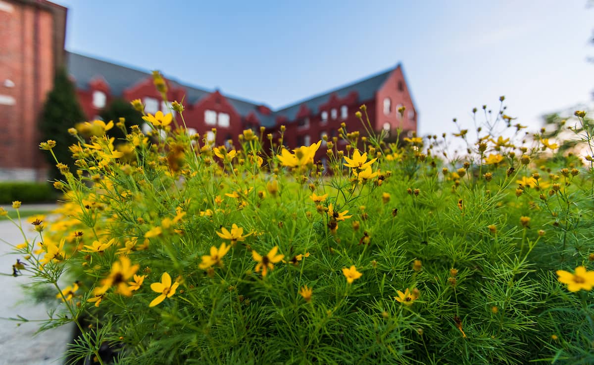 Ground level view of main campus, with red brick building in background and foreground filled with yellow blooms.